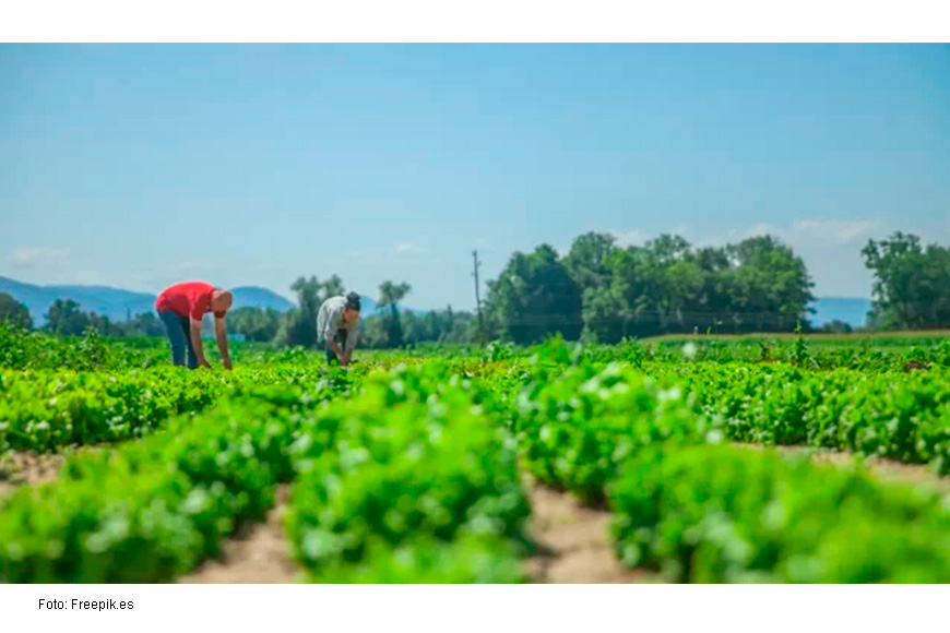 Pemex prevé alza de 145% en producción de fertilizantes durante sexenio de AMLO