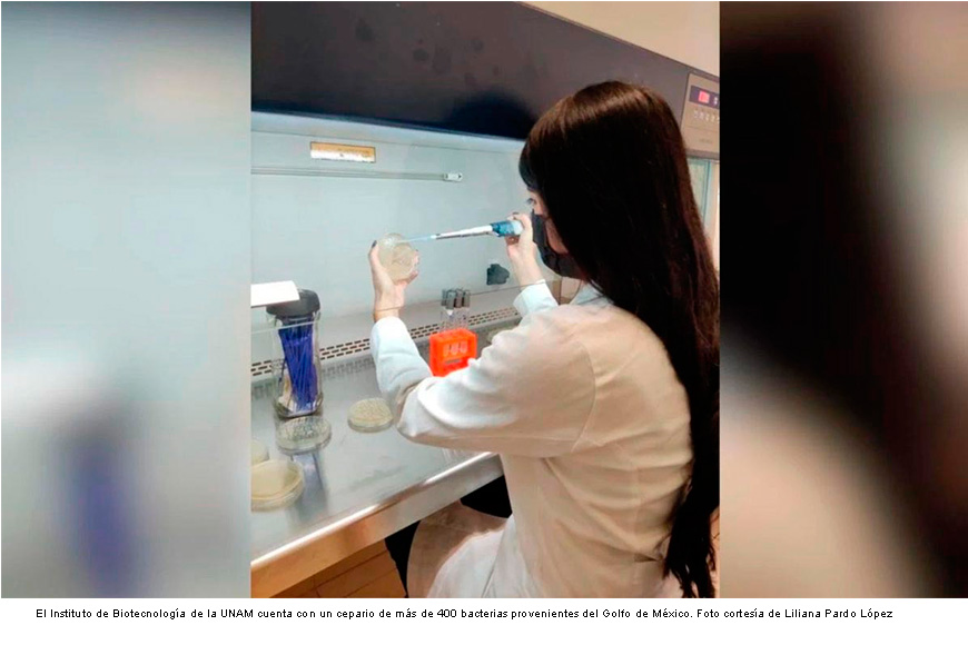 Científicos de la UNAM investigan bacterias que degradan hidrocarburos