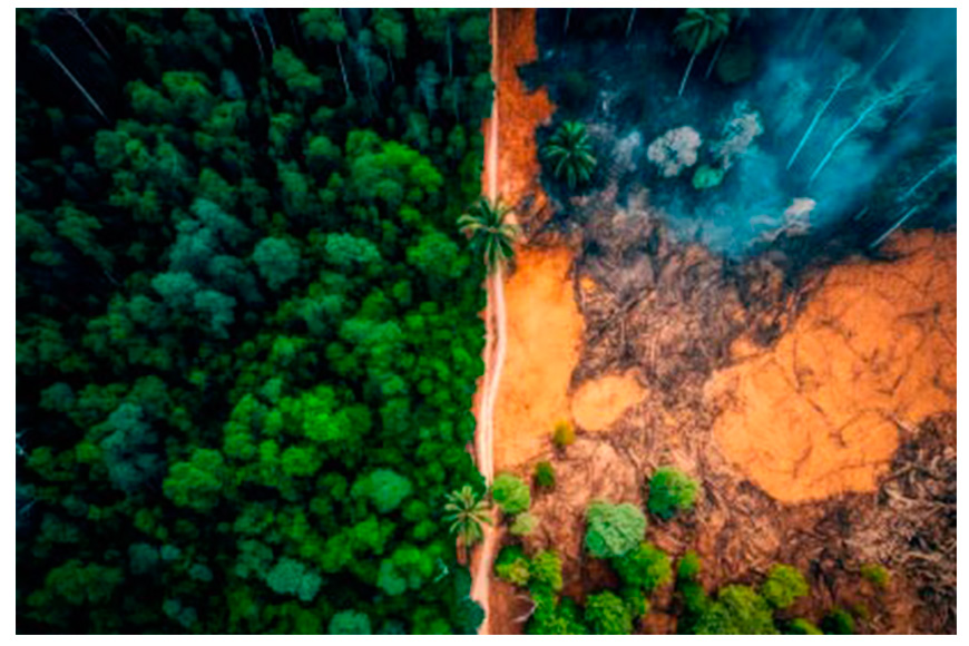 Biocombustibles: por qué no son la solución a la crisis energética