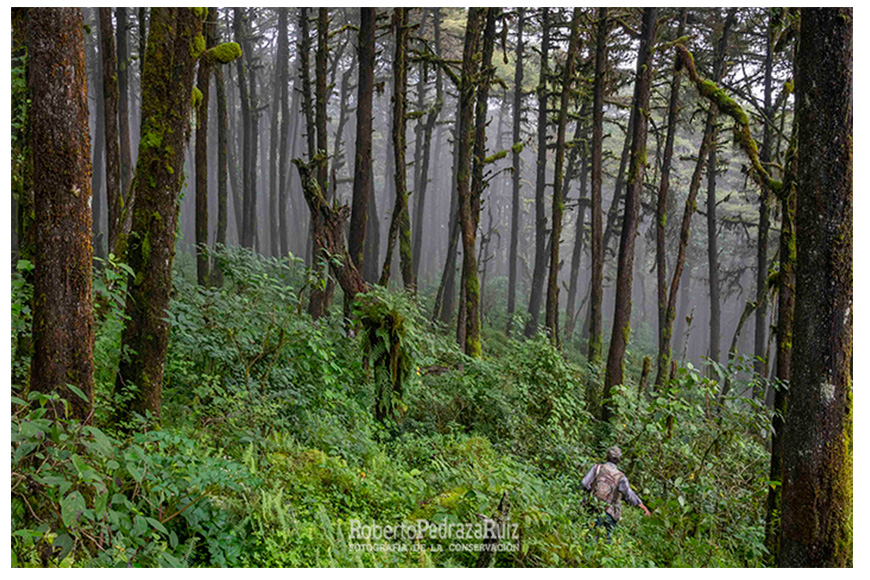 Tecnología y carbono: OpenForests digitaliza el carbono de la Sierra Gorda