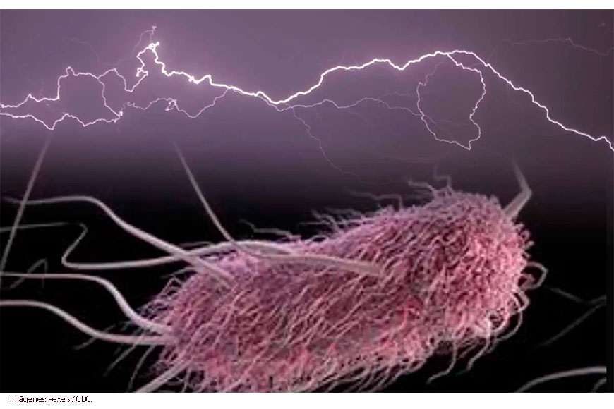 Científicos logran triplicar la capacidad de la bacteria E.coli para producir electricidad