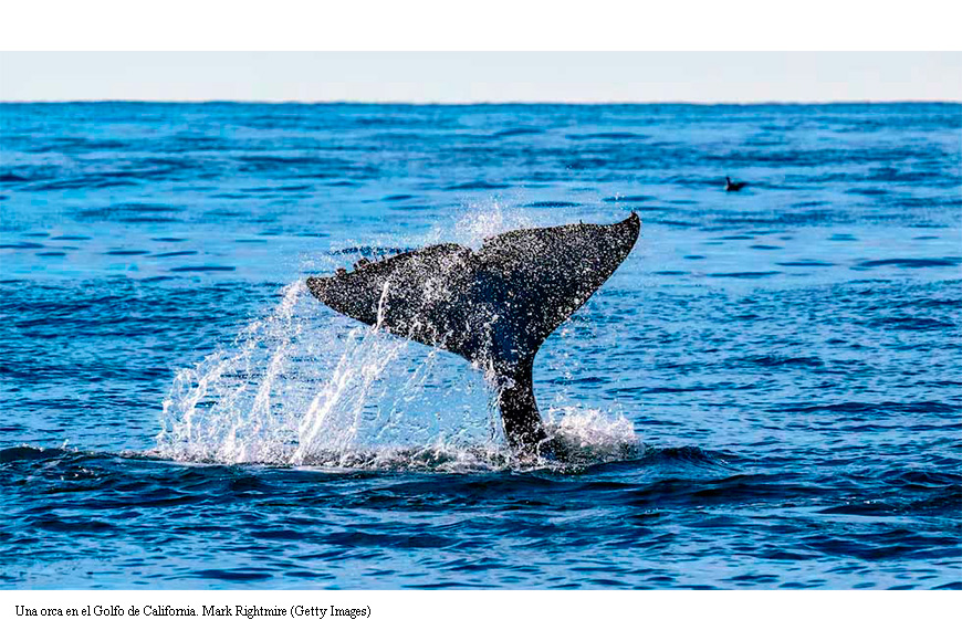 ¿Ballenas o gas en México?