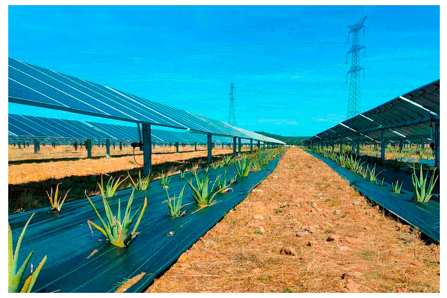 México apuesta por la agrovoltaica: paneles solares que no compiten con la tierra, sino que la protegen